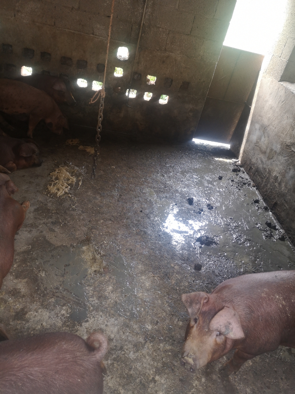 各位圈友大中小猪都拉稀还吐这是什么症状求解谢谢